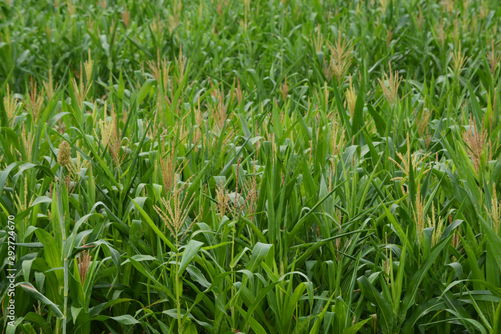 Fototapeta premium Corn Plant in Corn Field