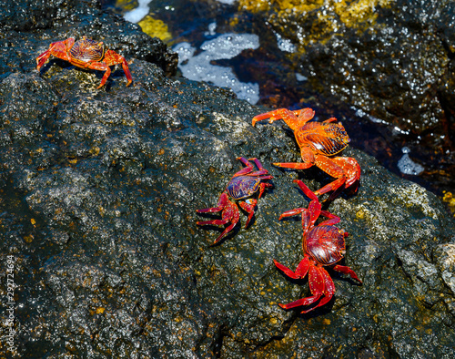 Crabs on volcanic stones at Plaza Sur  island, Galapagos.  UNESCO World Heritage Site, Ecuador. photo