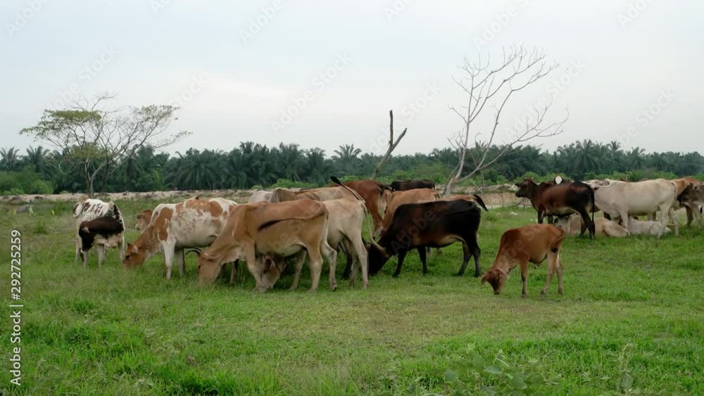 Cows in malays kampung release to the field to eat the grass in the morning. Cows in malays kampung release to the field to eat the grass in the morning.