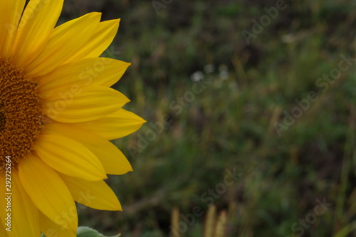 Sunflower natural background  Sunflower blooming  Sunflower oil improves skin health and promote cell regeneration