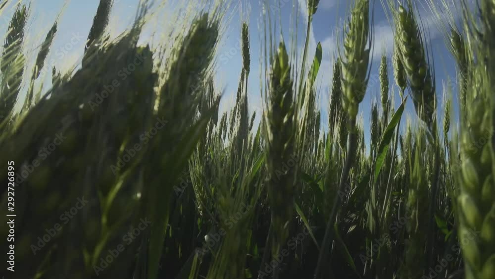 Camera moving through green field of wheat an summer sunny day Camera moving through green field of wheat an summer sunny day