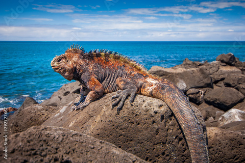 Marine iguana get the heat of the sun on the rocks at San Cristobal Galapagos Islands photo