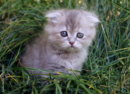 Photos of beautiful kittens
