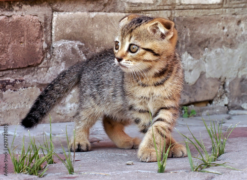 Photos of beautiful kittens © sokoloffoto