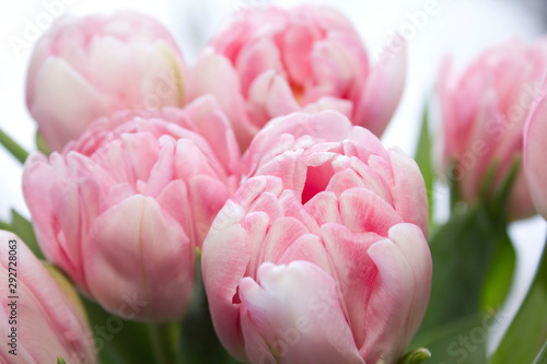 Delicate, soft, delicate pink Tulip with green leaves close-up. Beautiful spring flowers in a bouquet. The variety of tulips foxtrot and candy prince.