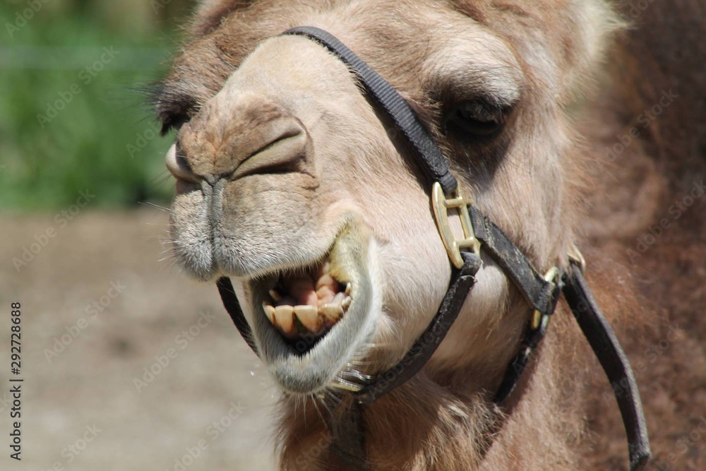 Fototapeta premium camel