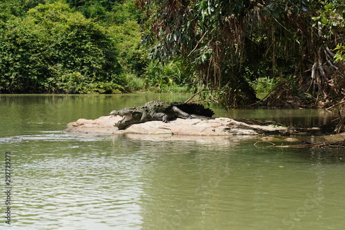 The hungry Crocodile waiting for its food 