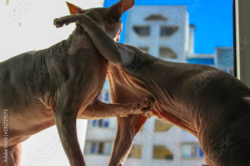 Canvas Print Sphynx cats fight, fight. The battle