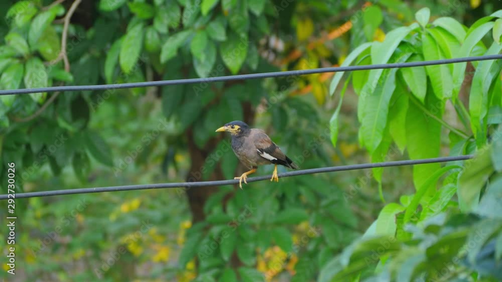 Common myna bird perching on electric wire and nature background Common myna bird perching on electric wire and nature background