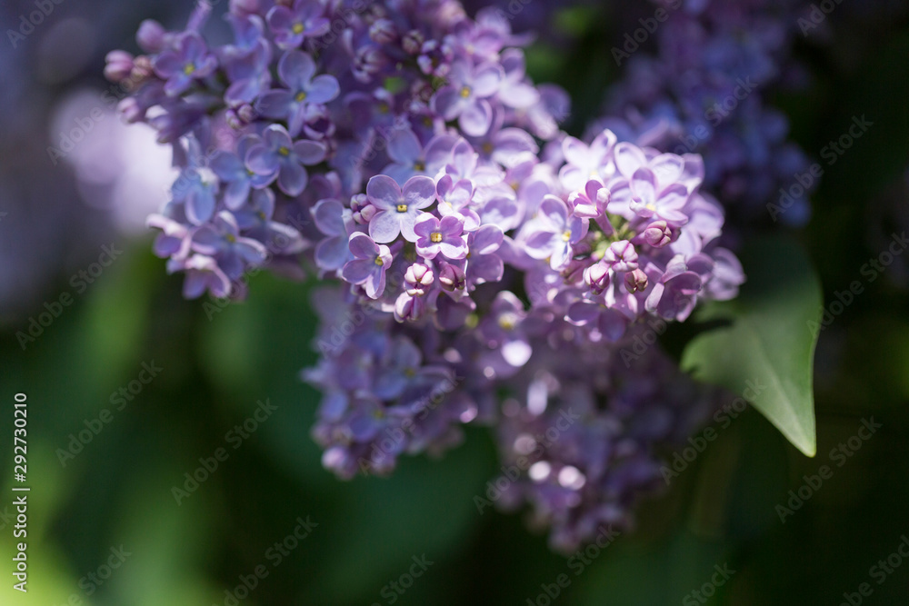 Bright lilac flowers close up on a Sunny spring day in a city Park. Moscow, Russia Bright lilac flowers close up on a Sunny spring day in a city Park. Moscow, Russia