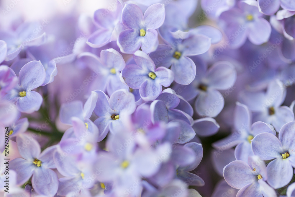 Bright lilac flowers close up on a Sunny spring day in a city Park. Moscow, Russia Bright lilac flowers close up on a Sunny spring day in a city Park. Moscow, Russia