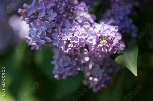 Bright lilac flowers close up on a Sunny spring day in a city Park. Moscow  Russia