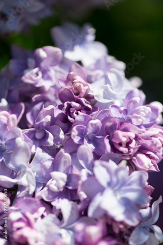 Bright lilac flowers close up on a Sunny spring day in a city Park. Moscow, Russia