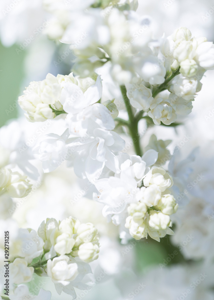 Fototapeta premium White lilac flowers close up on a Sunny spring day in a city Park. Moscow, Russia