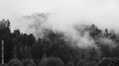 zamglona-krajobraz-kalifornijskiego-lasu