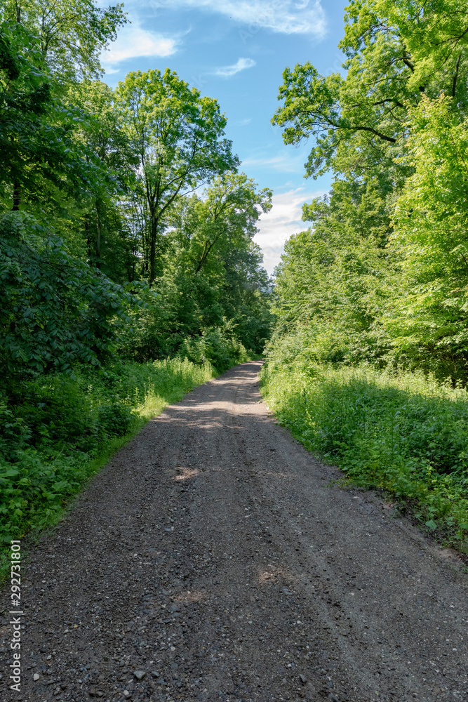 Gravel road through the forest