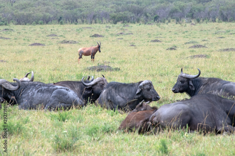 Capre buffalo with topi