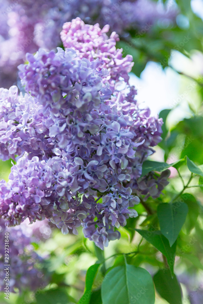 Purple flowering lilac bushes on a Sunny spring day in a city Park. Moscow, Russia Purple flowering lilac bushes on a Sunny spring day in a city Park. Moscow, Russia