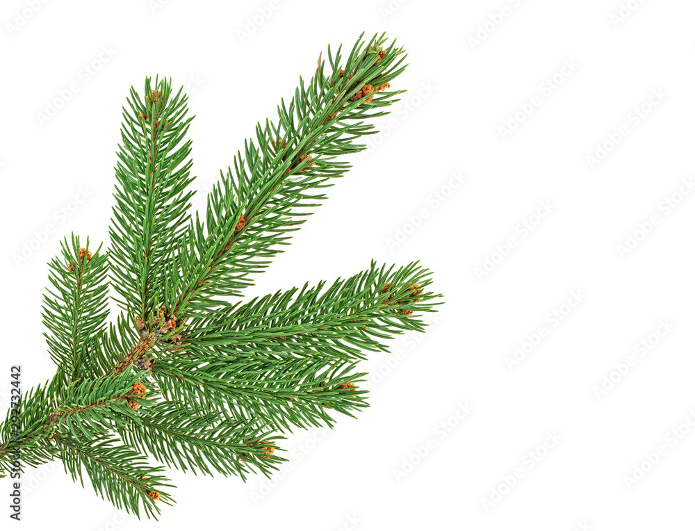 Green fir branch for christmas, isolated on white background.
