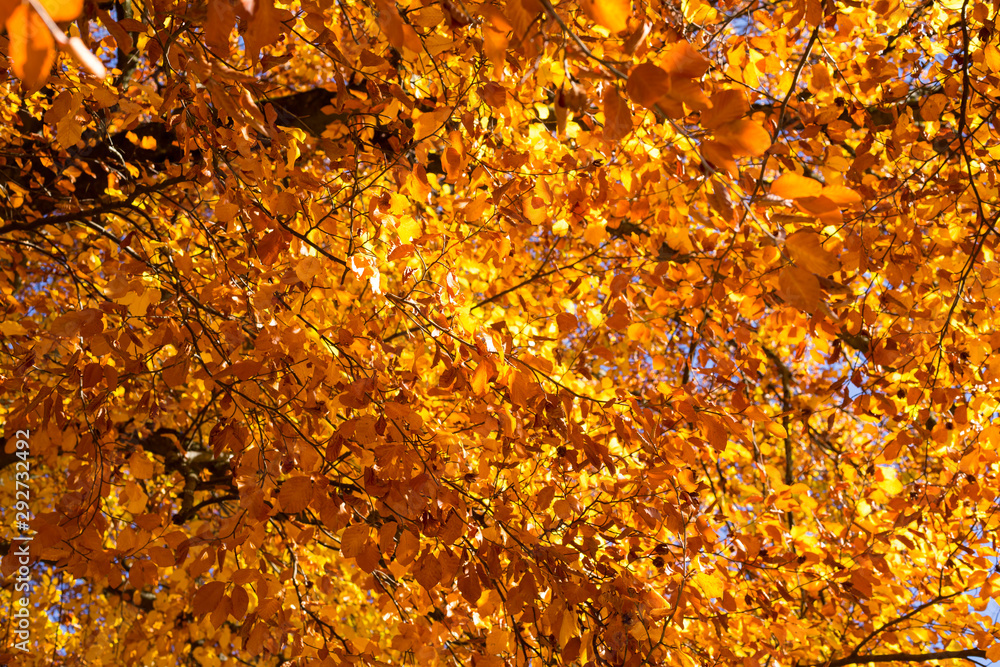Autumn maple leaves background, close up Autumn maple leaves background, close up