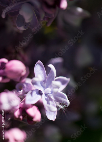 Delicate pink lilac flowers macro close - up in soft focus on blurred background. Botanical pattern.