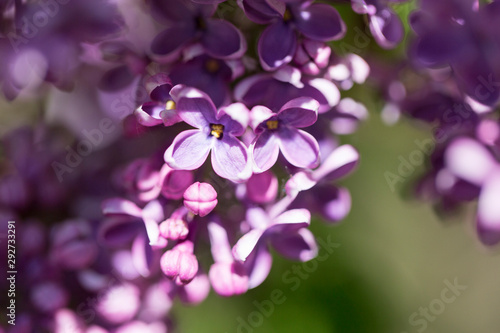 Macro flowers of blossoming lilac  © Julia