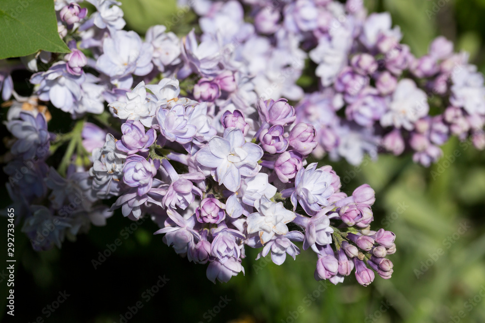 Delicate pink lilac flowers macro close - up in soft focus on blurred background. Botanical pattern. Delicate pink lilac flowers macro close - up in soft focus on blurred background. Botanical pattern.