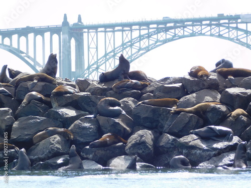 Pacific Seals on Rocks