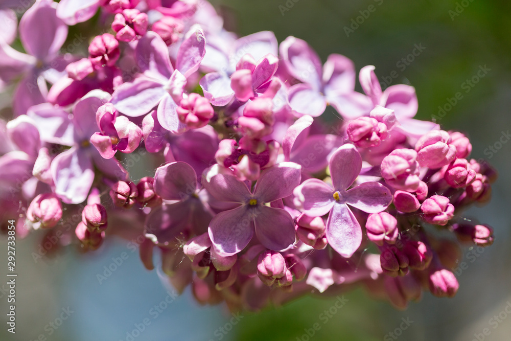 Delicate pink lilac flowers macro close - up in soft focus on blurred background. Botanical pattern. Delicate pink lilac flowers macro close - up in soft focus on blurred background. Botanical pattern.