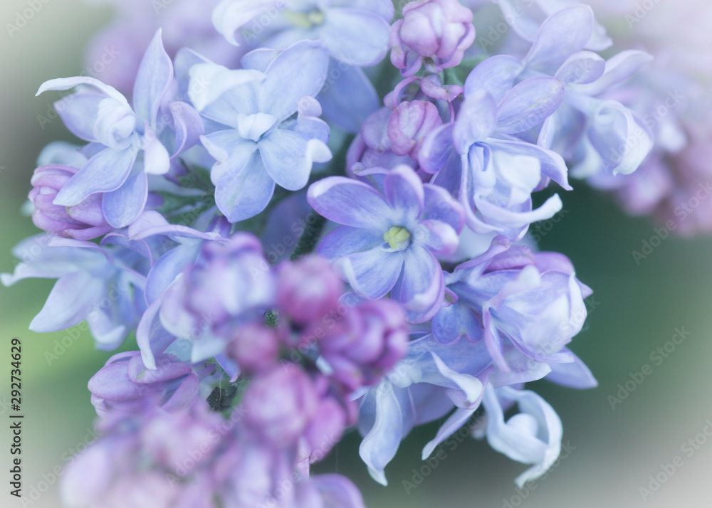 Delicate pink lilac flowers macro close - up in soft focus on blurred background. Botanical pattern. Delicate pink lilac flowers macro close - up in soft focus on blurred background. Botanical pattern.