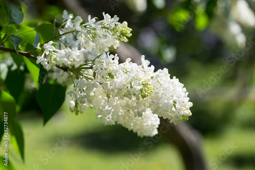 Delicate white lilac flowers macro close up in soft focus on blurred background. Botanical pattern.
