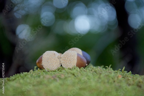Several acorns on moss
