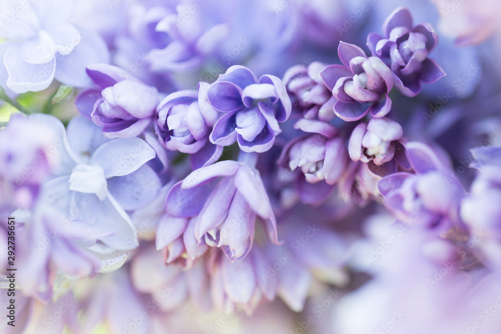Blooming purple lilac flowers macro close-up in soft focus on a blurred background in a beautiful pattern of light and shadow on a Sunny spring day. Moscow, Russia Blooming purple lilac flowers macro close-up in soft focus on a blurred background in a beautiful pattern of light and shadow on a Sunny spring day. Moscow, Russia