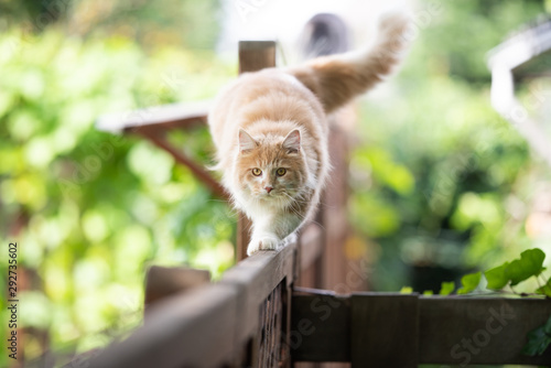 Fotografie young cream tabby ginger maine coon cat balancing on wooden fence walking lookin