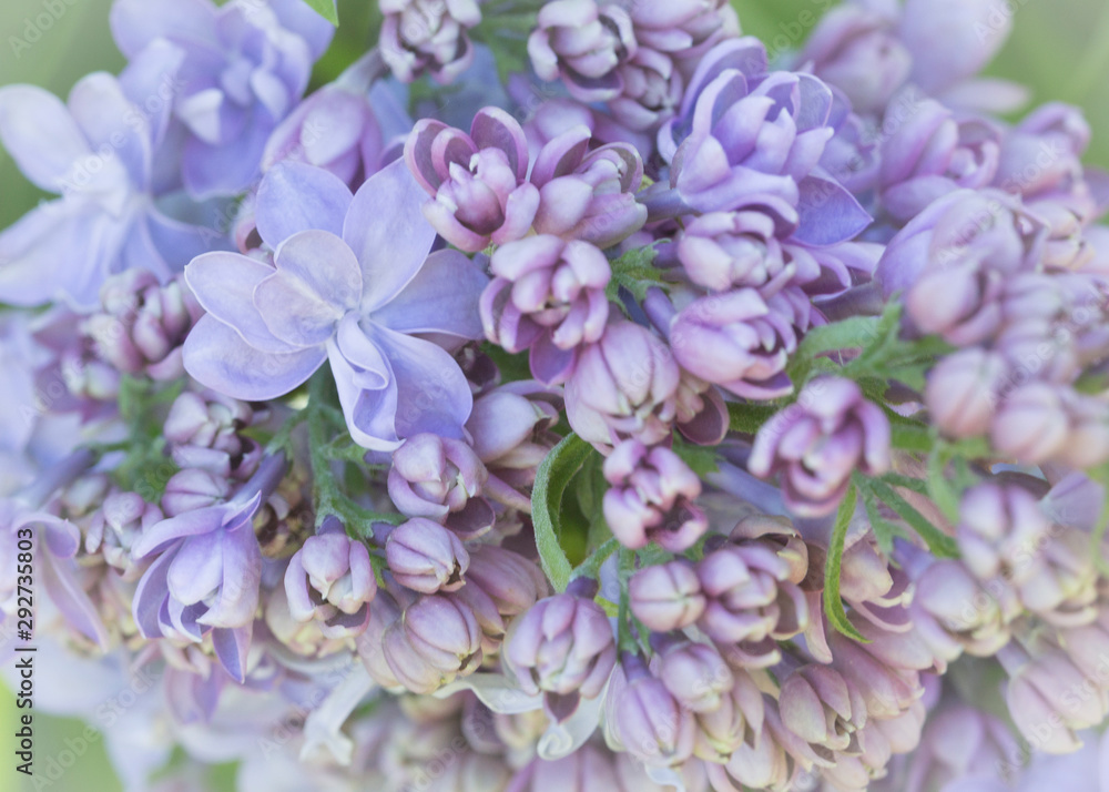 Blooming purple lilac flowers macro close-up in soft focus on a blurred background in a beautiful pattern of light and shadow on a Sunny spring day. Moscow, Russia Blooming purple lilac flowers macro close-up in soft focus on a blurred background in a beautiful pattern of light and shadow on a Sunny spring day. Moscow, Russia