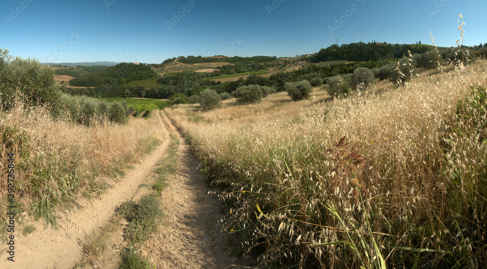 Dirt track in the Tuscan agricultural landscape