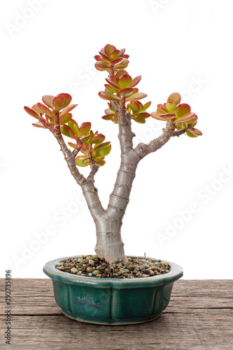 Mini Pfennigbaum als Bonsai
