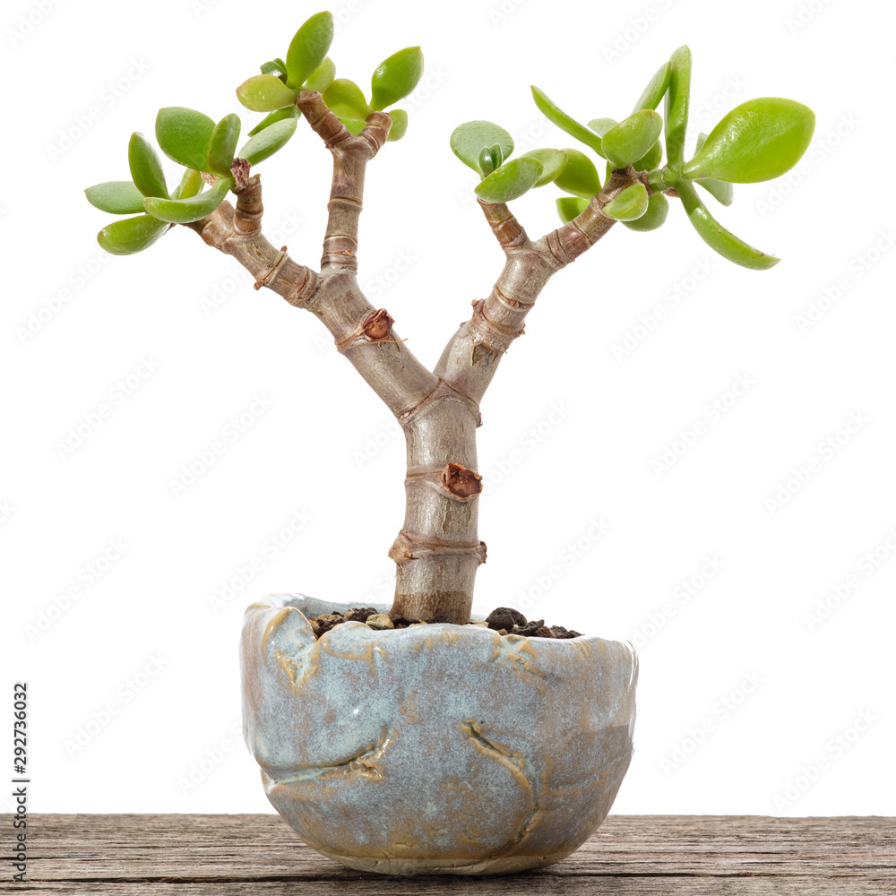Geldbaum Crassula ovata als Bonsai Baum Stock Photo | Adobe Stock