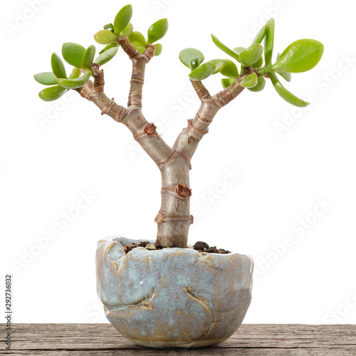 Geldbaum Crassula ovata als Bonsai Baum photo