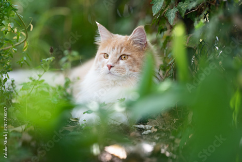cream tabby beige white maine coon cat resting in the bushes observing the garden