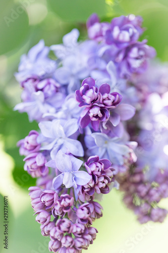 Blooming purple lilac flowers macro close-up in soft focus on a blurred background in a beautiful pattern of light and shadow on a Sunny spring day. Moscow, Russia