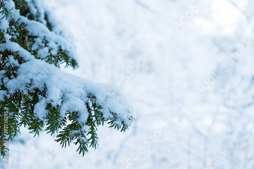 Branch of Christmas evergreen spruce tree with fresh snow on white on the background of a snowy forest