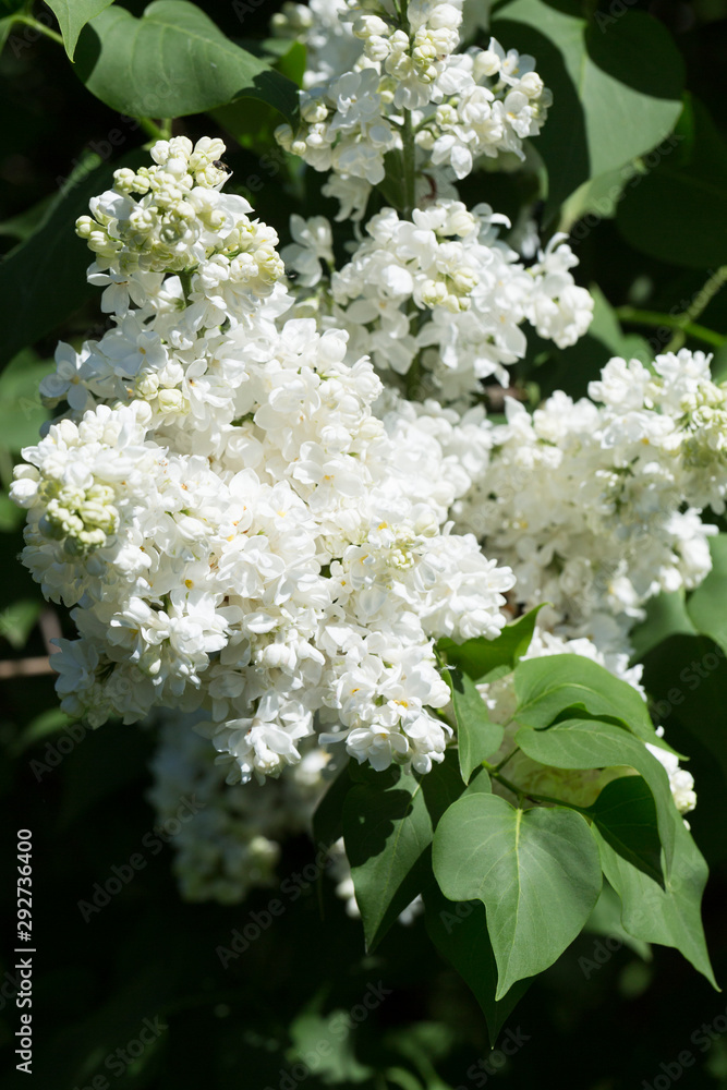 White lilac flowers close up on a blurred background on a Sunny spring day. Moscow, Russia White lilac flowers close up on a blurred background on a Sunny spring day. Moscow, Russia