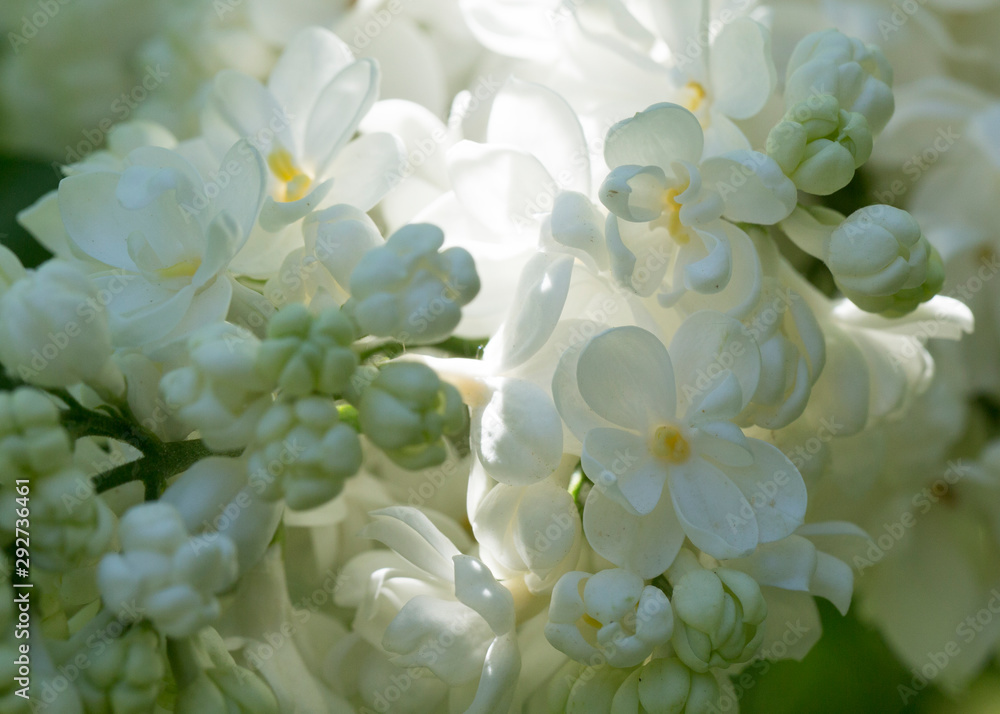 White lilac flowers close up on a blurred background on a Sunny spring day. Moscow, Russia White lilac flowers close up on a blurred background on a Sunny spring day. Moscow, Russia