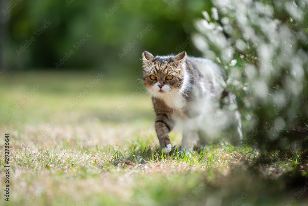 tabby white british shorthair cat walking on grass outdoors in the garden prowling looking at camera on a sunny summer day