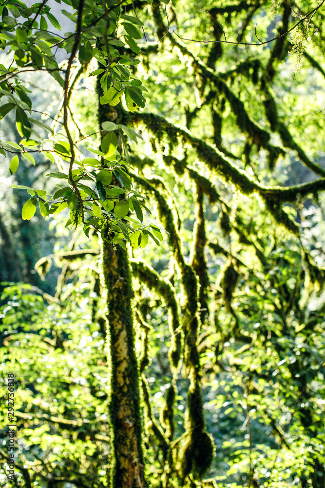 Fototapeta premium Mossy forest, cameron highlands Malaysia. Branching autumn tree branch