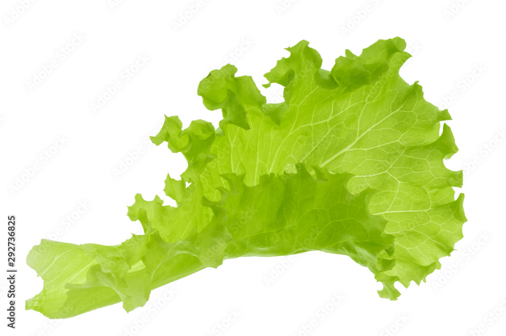 Green lettuce leaf isolated without shadow - obrazy, fototapety, plakaty 