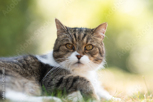 portrait of a tabby white british shorthair cat relaxing outdoors in the garden on a sunny day looking at camera