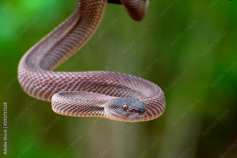 Fototapeta premium Mangrove pit viper