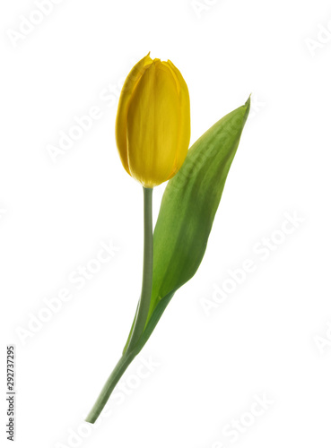 yellow tulip flower isolated without shadow clipping path